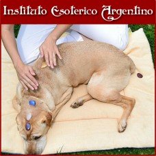 Curso Online de Reiki Animal Ascensión Nivel 1 y Maestría